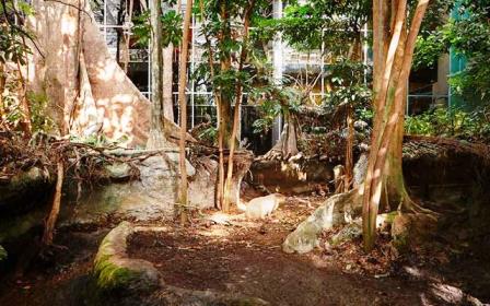 El Bosque inundado en el CosmoCaixa